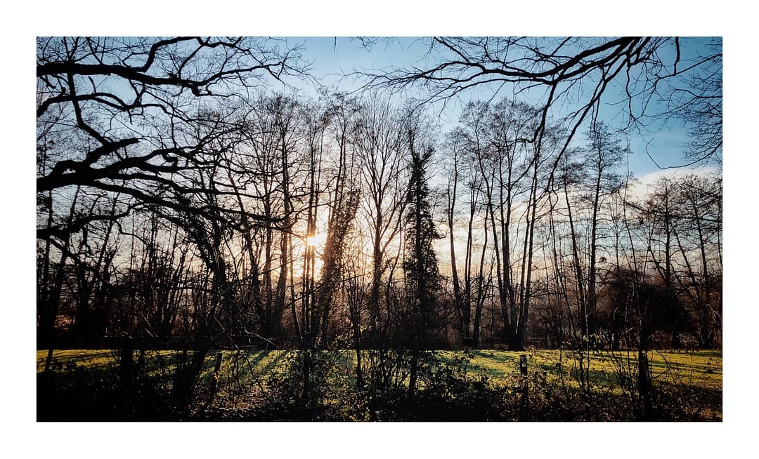 Des arbres en contre-jour au couché du soleil dans les marais de lavours.La nature environnant la résidence la Charmeuse où se situe l'association story milcats